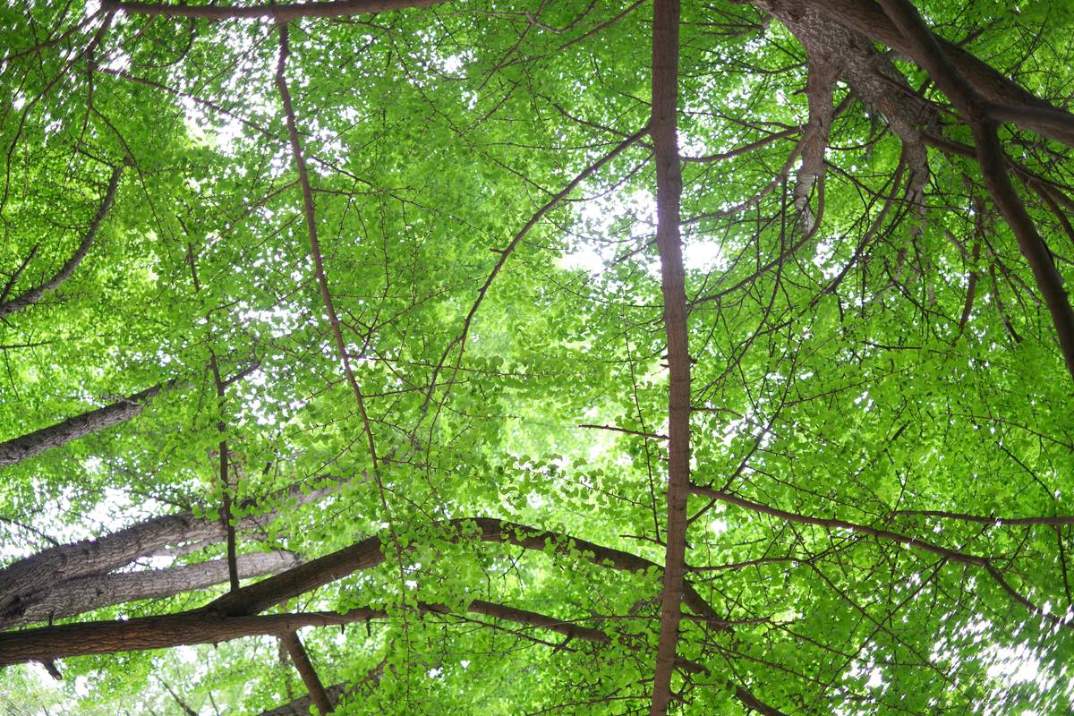 Close-up of parasol easy sun garden canopy showing vented crown and tilt mechanism